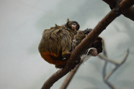Emperor tamarinの写真素材