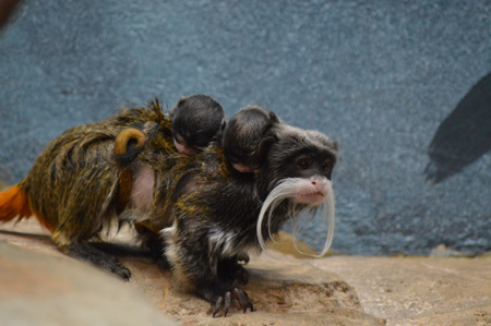 Emperor tamarin