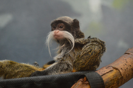 Emperor tamarinの写真素材