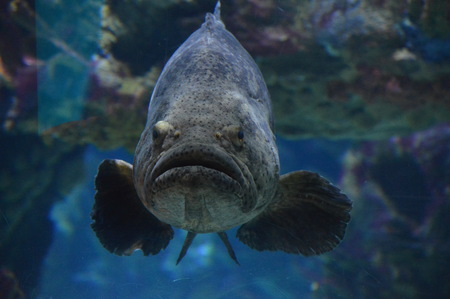 Grouper fish in the aquariumの写真素材