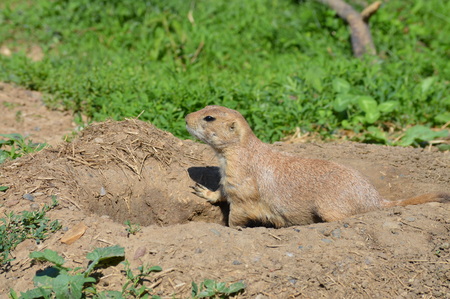 Prairie dog in the zooの写真素材