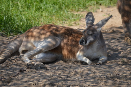 Kangaroo in the zooの写真素材