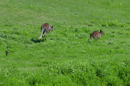 Wallaby in the grassの写真素材