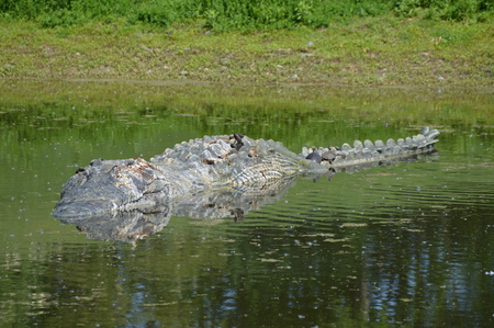 Crocodile in the lakeの写真素材