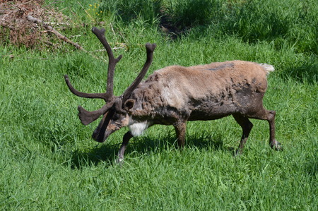 Caribou in the zooの写真素材