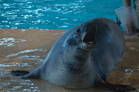 Monk sealの写真素材