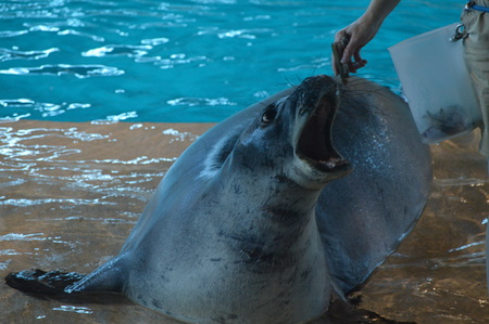 Monk sealの写真素材