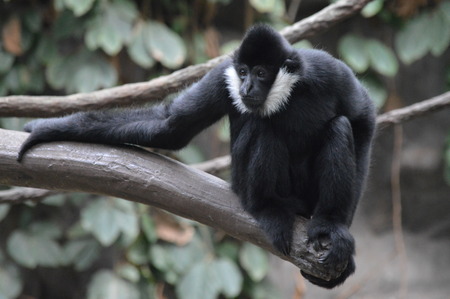 Gibbon on the branchの写真素材
