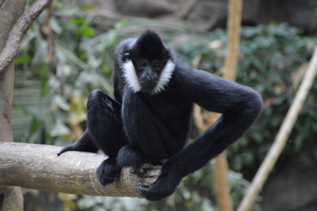 Gibbon on the branchの写真素材