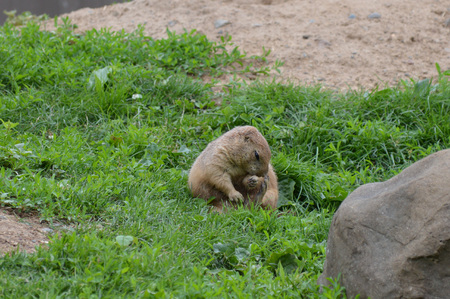 Prairie dogの写真素材