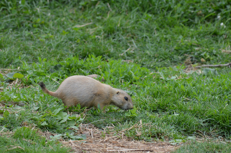 Prairie dogの写真素材