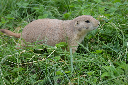 Prairie dogの写真素材