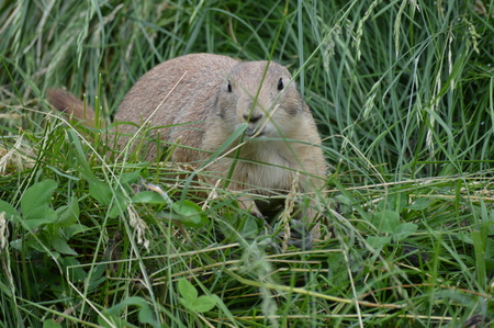 Prairie dogの写真素材