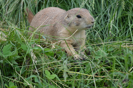 Prairie dogの写真素材