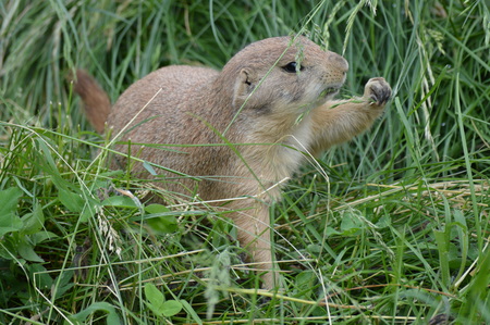 Prairie dogの写真素材