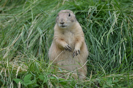 Prairie dogの写真素材