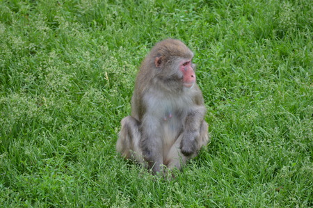 Snow monkey