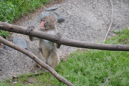 Snow monkeyの写真素材