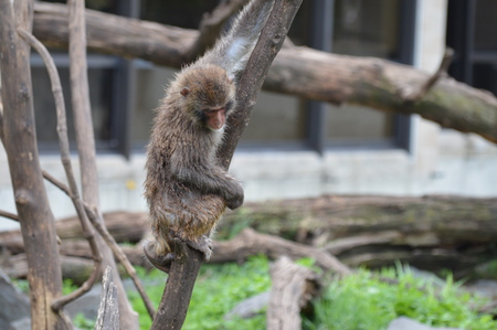Snow monkeyの写真素材