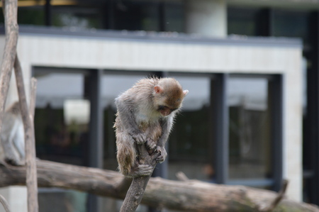 Snow monkeyの写真素材