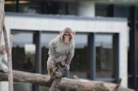 Snow monkeyの写真素材