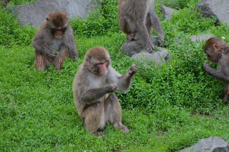 Snow monkeyの写真素材