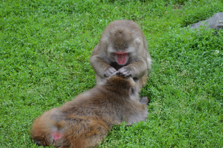 Snow monkeyの写真素材