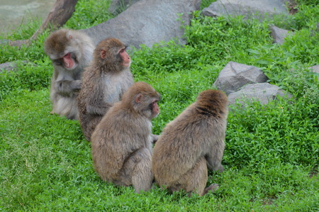 Snow monkeyの写真素材