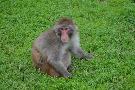 Snow monkeyの写真素材