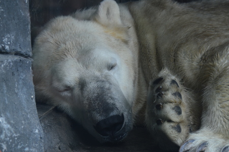 Polar bearの写真素材