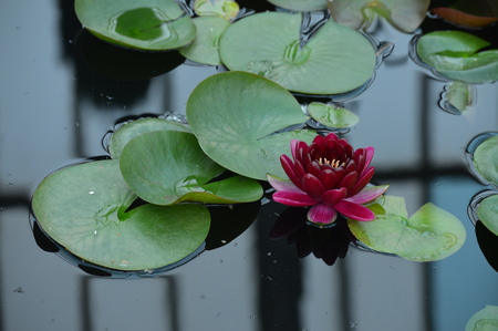 Water Lilyの写真素材
