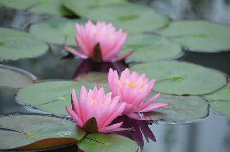 Water Lilyの写真素材