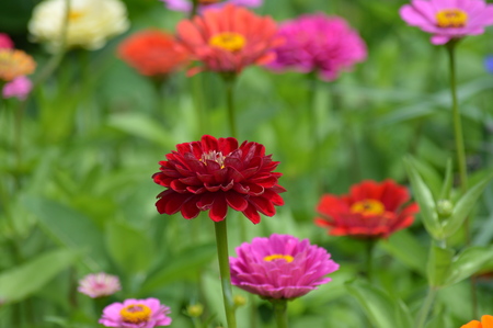 Zinnia flowersの写真素材