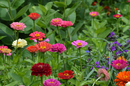 Zinnia flowersの写真素材