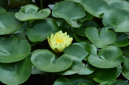 Water lilyの写真素材