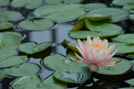 Water lilyの写真素材