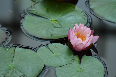 Water lilyの写真素材