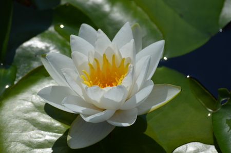 Water lilyの写真素材