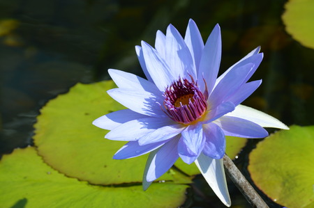 Water lilyの写真素材