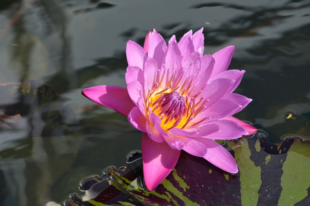 Water lilyの写真素材