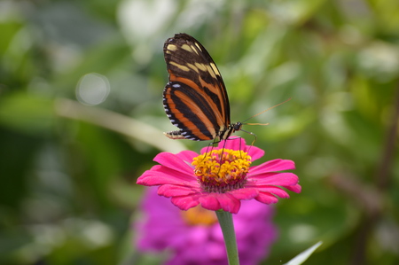 Butterflyの写真素材