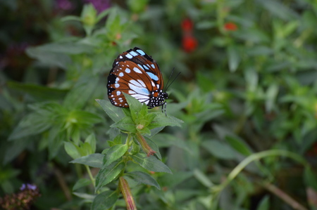 Butterflyの写真素材
