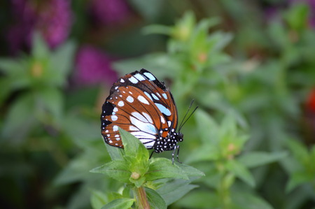 Butterflyの写真素材