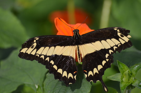 Butterflyの写真素材