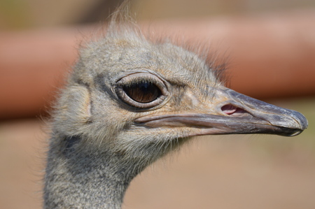 Ostrichの写真素材