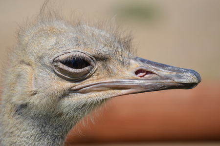 Ostrichの写真素材