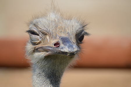 Ostrichの写真素材