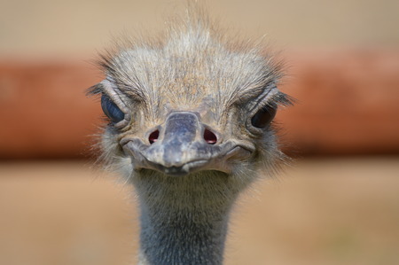 Ostrichの写真素材