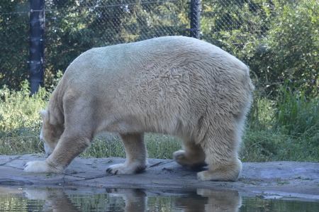 Polar bearの写真素材