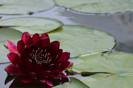 Water lilyの写真素材